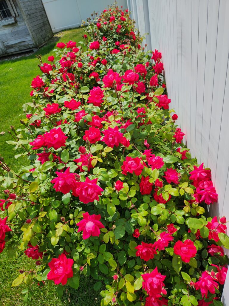 Home grown roses by Victoria Knauf