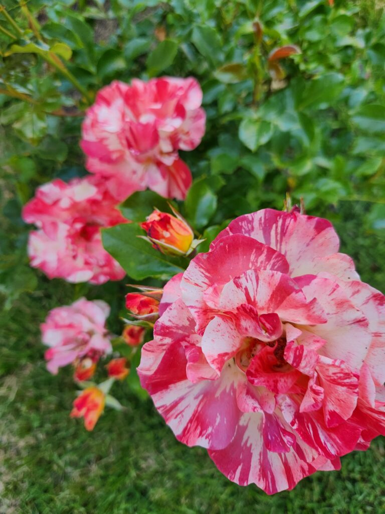 Home grown roses by Victoria Knauf