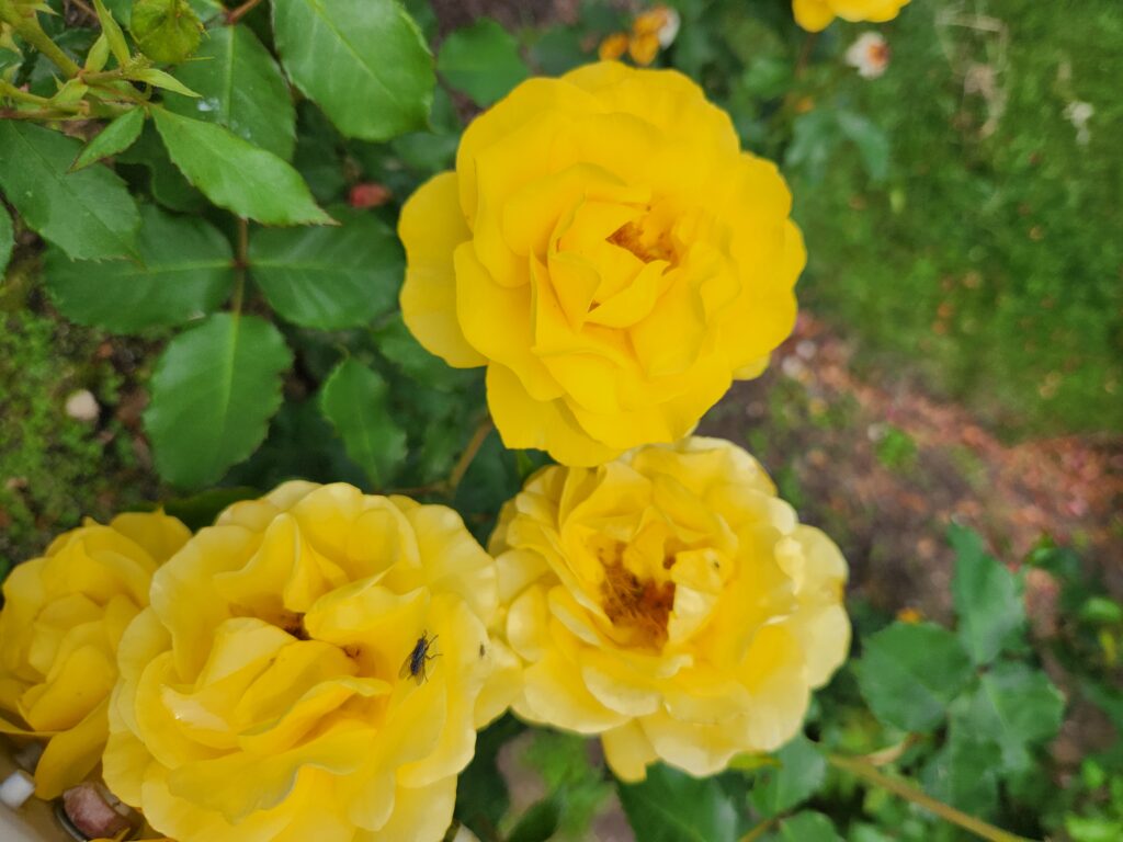 Home grown roses by Victoria Knauf Summer 2025